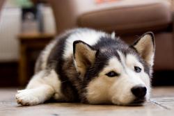 Profile: DogswillCalmyou