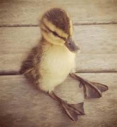 User Profile: SittingDuck