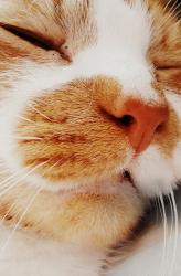 Profile: GingerCatGirl