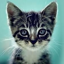 User Profile: cutekittykat