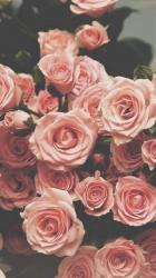 User Profile: ScarlettCarson
