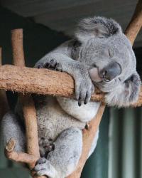 User Profile: peacefullittlekoala