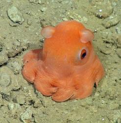 Profile: OctopusGarden