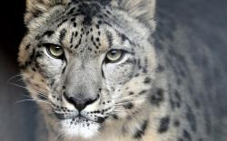 Profile: K10vf