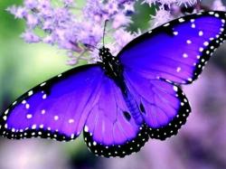 User Profile: RainbowPrincess360