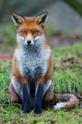 User Profile: competentfox96