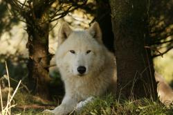 User Profile: LovingWolf1