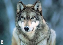 User Profile: HuskyWolf