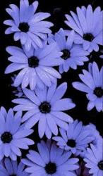 User Profile: Abby4213