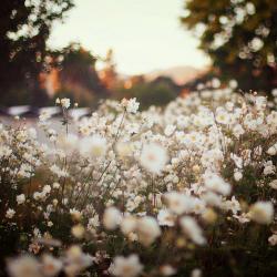 User Profile: HopeLiveDream