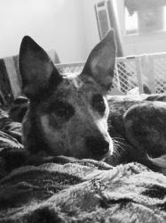 Profile: MydogAlpha