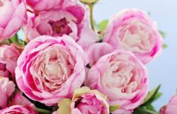 User Profile: fleurdetropique