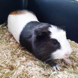 Profile: CendraListener