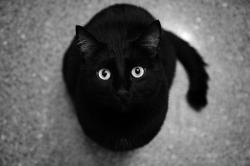 Profile: PitchBlackCat