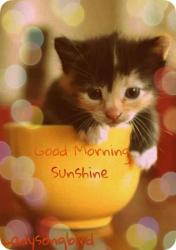 User Profile: sunshineKitty58