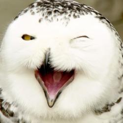 Profile: ZenOwl