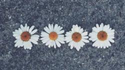 User Profile: daisyflower3