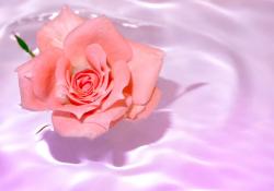 Profile: CalmingRosewater