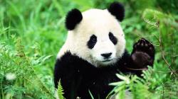 User Profile: genuinePanda