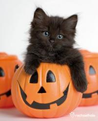 User Profile: SupportingPumpkin