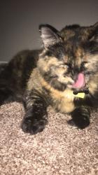 User Profile: Meuwkat