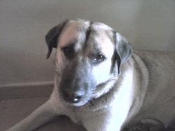 User Profile: BrownDog
