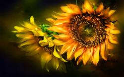 Profile: SunFlower700
