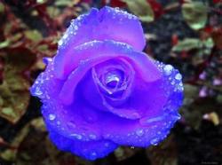 User Profile: roseMelody95