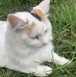 User Profile: AnniCatz