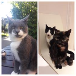 User Profile: RainbowCat95