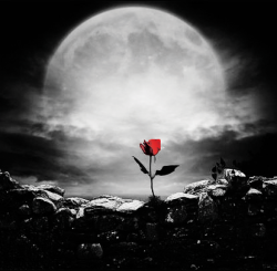User Profile: 8Moonlight