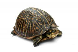 User Profile: AwkwardTurtleExistence