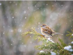 User Profile: WinterSparrow