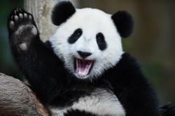 Profile: FriendlyNeighborhoodPanda