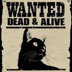 User Profile: SchrodingersCat00