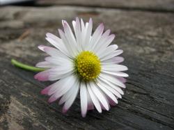 User Profile: serenitydaisy