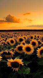 User Profile: Sea23