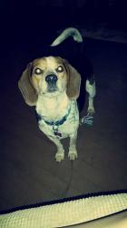 User Profile: JoelenieBeanie