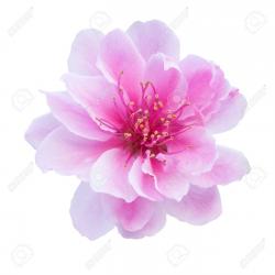 User Profile: FrienlyBlossom