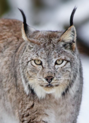 User Profile: SnowLynx
