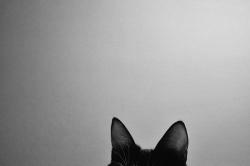 User Profile: Jippie