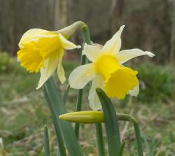 User Profile: Jennthegardener