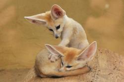 Profile: FriendlyFennec