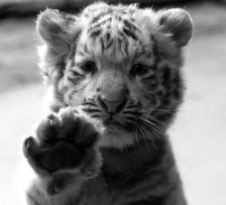 User Profile: tigerfishy