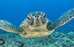 User Profile: brilliantTurtle89