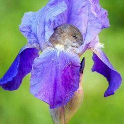 Profile: saffronswithen14