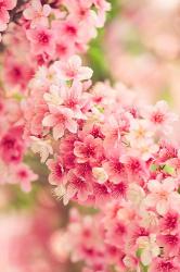 Profile: cherryblossoms1000