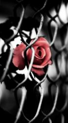 User Profile: rose37xo