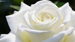 User Profile: WhiteRose1998