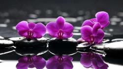 User Profile: theorchid